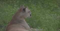 美丽的彪马春天森林美国美洲狮山狮子野生猫休息草场景森林野生动物美国慢运动帧/秒prores没有分等级的c log位