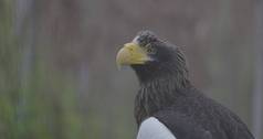 斯特勒的海鹰Haliaeetus远洋杉野生动物动物细节肖像罕见的鸟特写镜头肖像美丽的骄傲鸟慢运动帧/秒视频prores没有分等级的c log位