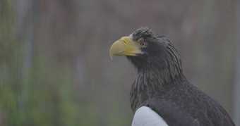 斯特勒的海鹰Haliaeetus远洋杉野生动物动物细节肖像罕见的鸟特写镜头肖像美丽的骄傲鸟慢运动帧/秒视频prores没有分等级的c log位