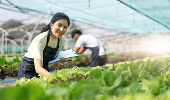 园丁收获生菜花园团队亚洲农民工作花园男人。女人数字水培技术