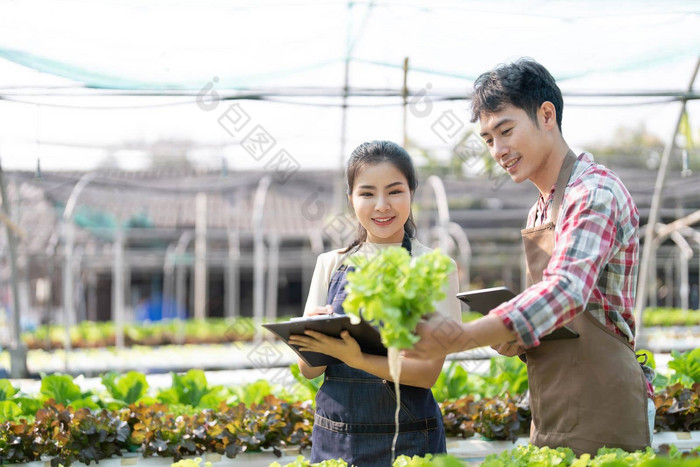 年轻的亚洲农民工作蔬菜水培农场幸福肖像男人。女人农民农场