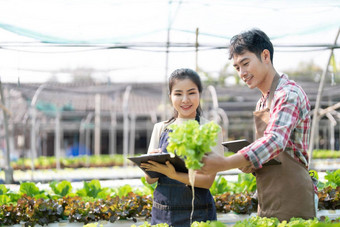 年轻的亚洲农民工作蔬菜水培农场幸福肖像男人。女人农民农场