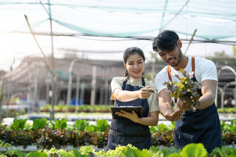 园丁收获生菜花园团队亚洲农民工作花园男人。女人数字水培技术