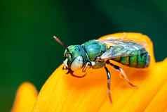 图像ceratinapithitis斯马拉格杜拉黄色的花自然背景蜜蜂昆虫动物