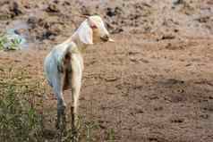 图像白色山羊自然背景农场动物