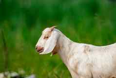 图像白色山羊绿色草地农场动物