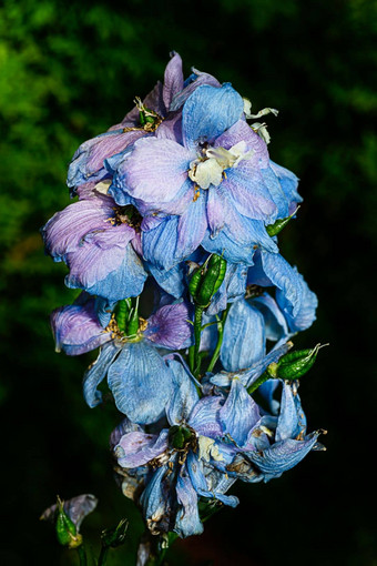 死亡蜡烛燕<strong>草</strong>属植物