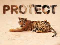 老虎动物文本覆盖保护自然动物园Safari权力危险艺术野生动物豹动物条纹户外地面猎人濒临灭绝的物种捕食者皮毛