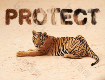 <strong>老虎</strong>动物文本覆盖保护自然动物园Safari权力危险艺术野生动物豹动物条纹户外地面猎人濒临灭绝的物种捕食者<strong>皮毛</strong>