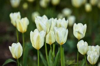 白色郁金香花园美丽的白色郁金香花园早期春天图片