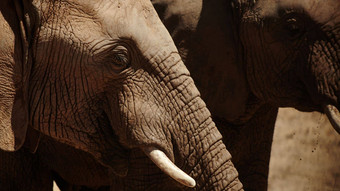 雄伟的生物<strong>保护大象</strong>平原非洲