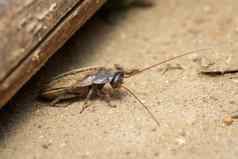 图像diploptera蓬塔塔太平洋甲虫蟑螂昆虫动物