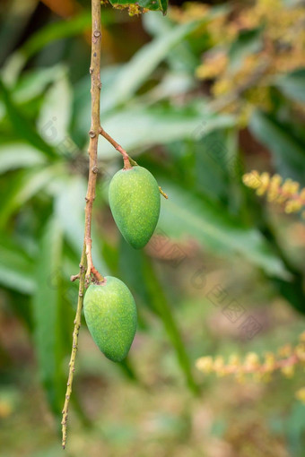 图像新鲜的芒果日益增长的树自然背景水果