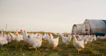 农场鸡肖像家庭牲畜农业可持续发展的绿色场生态家禽农业男人。女人女孩孩子农业能源生态友好的农村