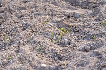 年<strong>轻</strong>的植物冬天小麦年<strong>轻</strong>的小麦作物场场年<strong>轻</strong>的小麦大麦黑麦年<strong>轻</strong>的绿色小麦日益增长的土壤