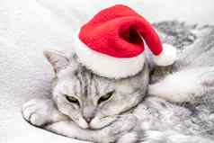 苏格兰直圣诞节猫红色的圣诞老人他睡觉白色毯子宠物圣诞节故事宠物