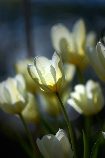 白色<strong>郁金</strong>香花园美丽的白色<strong>郁金</strong>香花园早期春天