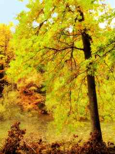 美秋天森林景观颜色秋天