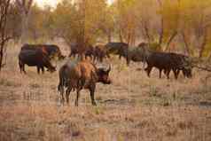 部分群完整的长度拍摄集团水牛非洲平原