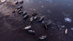 海狮子动物自然环境冰岛野生动物皮毛海豹黑色的沙子海滩