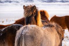 冰岛马冬天农村动物雪覆盖草地冰岛