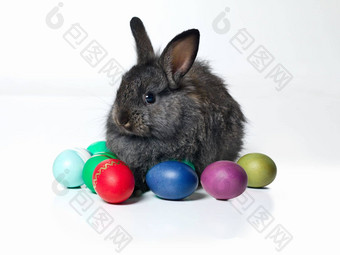 红色的最喜欢的工作室拍摄可爱的兔子坐着分类彩色的鸡蛋