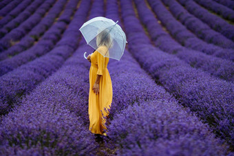 中年女人<strong>薰衣草</strong>场走伞多雨的一天享受芳香疗法芳香疗法概念<strong>薰衣草</strong>石油照片会话<strong>薰衣草</strong>