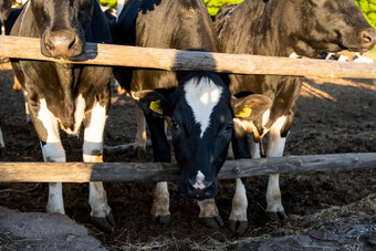 牛奶牛户外<strong>农场</strong>吃新鲜的有<strong>现代农场</strong>牛棚挤奶牛乳制品牛牲畜概念
