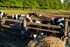 牛奶牛笔农场牲畜概念乳制品农场牛喂养牛农场