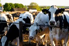 牛奶牛笔农场牲畜概念乳制品农场牛喂养牛农场