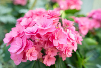 盛开的粉红色的绣球花绣球花花温柔的香味花园
