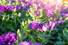 紫罗兰色的桔梗花花园阳光
