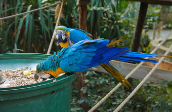 蓝色的鹦鹉金刚鹦鹉吃食物