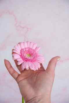 手女人不完美的修指甲粉红色的过来这里波兰的非洲菊