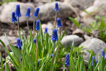 早期春天球根状的蓝色的muscari花小假山花园