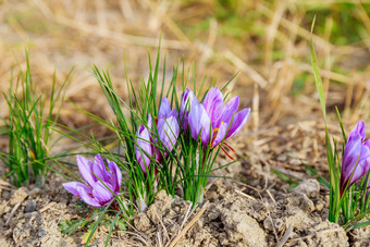 番红花盛开堆<strong>藏红花</strong>场