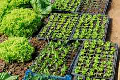 束生菜幼苗成长温室日益增长的蔬菜沙拉