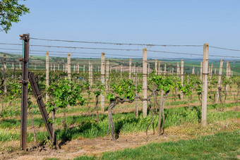 葡萄种植园农场场有爱心的葡萄
