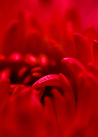 摘要花背景红色的菊花花花瓣软焦点
