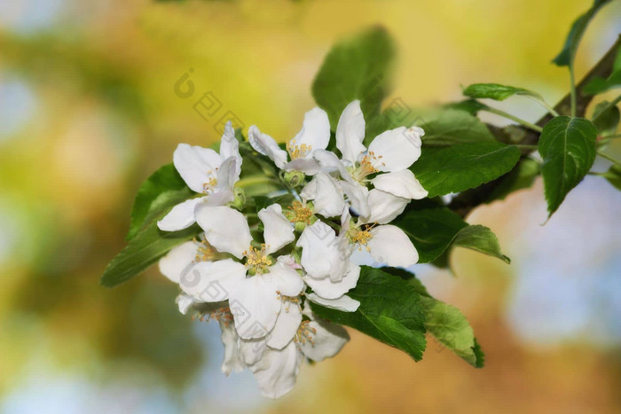 苹果花朵春天whitte花朵苹果树春天