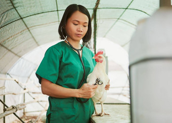 听诊器兽医亚洲女人鸡农场健康检查测试检查心跳健康兽医护士工具测试鸟动物母鸡精品医疗保健