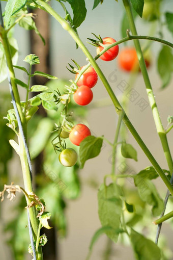 温室经济有机农业美丽的番茄植物分支绿色房子前景浅场部门复制空间有机西红柿