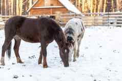 马围场农场冬天棕色（的）白色马