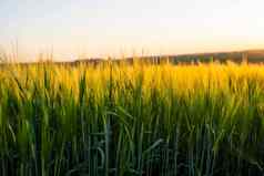 大麦发芽日益增长的土壤关闭发芽大麦