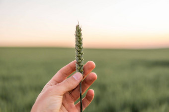 年轻的绿色生小麦发芽手农民小麦幼苗手农民检查作物农业场成熟耳朵小麦场