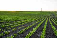 甜菜根豆芽幼苗农业场农业健康的吃有机食物日益增长的玉米田玉米场