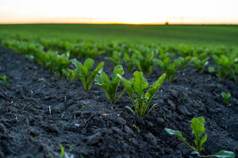 年轻的甜菜根豆芽日益增长的肥沃的土壤甜菜根幼苗农业场蓝色的天空农业健康的吃有机食物日益增长的玉米田
