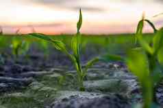 玉米豆芽玉米幼苗肥沃的土壤农业场蓝色的天空农业健康的吃有机食物日益增长的玉米田