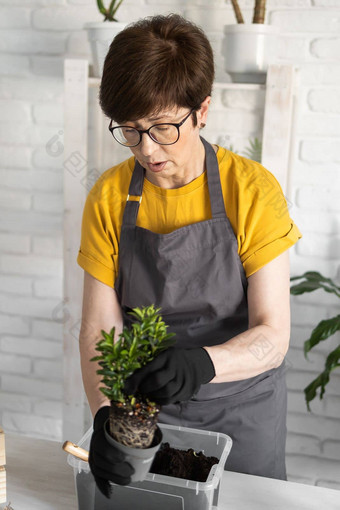 园艺首页女人种植浇水绿色植物浇水首页盆栽绿色植物首页首页丛林花装饰花店商店概念