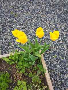 开花黄色的郁金香日益增长的角落里花床上
